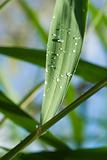 rain dops on grass blade