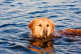Golden Retriever in the water