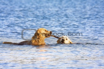 Two dogs in the water