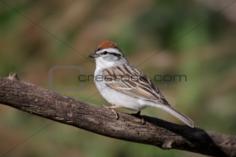 Sparrow On A Branch In Spring
