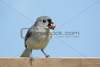 Hungry Bird With A Peanut