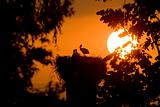 Silhouette of a Storks in the nest
