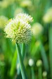 blossoming onion