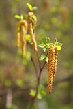 birch bud on spring
