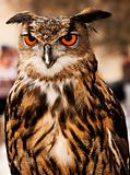 Eagle or Horned Owl