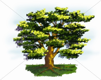 Old Tree Illustration.