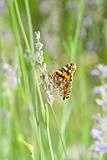 Orange Butterfly in French Lavender