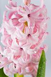 hyacinthus flower
