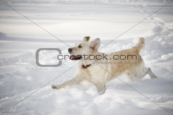 Happy dog running in the snow