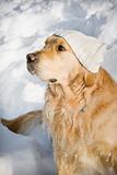 Funny dog with hat