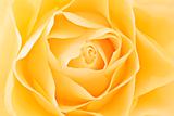 Yellow rose