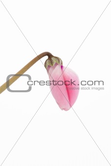 Close up of a Cyclamen flower
