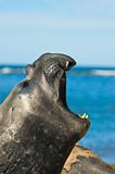 Elephant seal in the coast of Patagonia.
