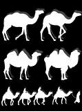 Camel and dromedary silhouettes