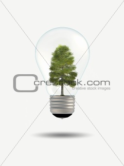 tree in bulb