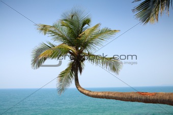 Crooked coconut palm on the sea