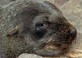 Cape Fur Seal Pup