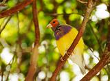 Exotic finch