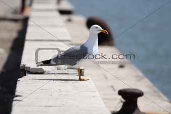 The Sea gull.Blanching sea gull costs on quay