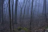 Foggy Forest