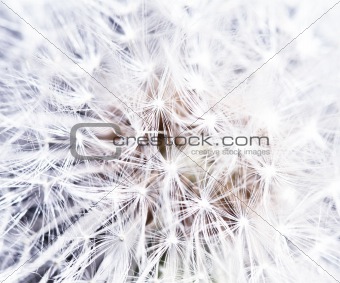 abstract dandilion background