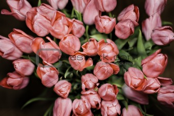 tulip bunch