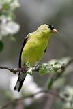American Goldfinch With Apple Blossoms