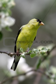 American Goldfinch With Apple Blossoms