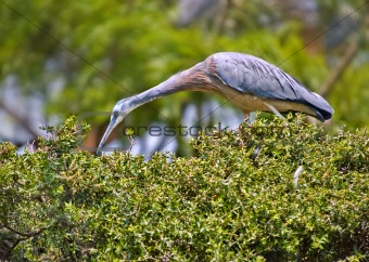 white faced heron on a hedge