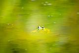 Floating Frog