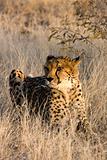 Cheetah Lying in Grass