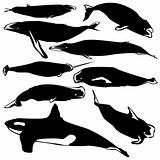 Whales in vector silhouette