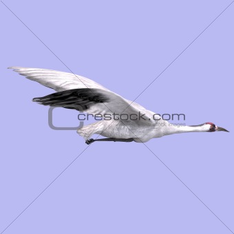 Great White Crane