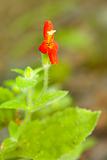 Wildflower Scarlet Monkeyflower, Mimulus cardinalis