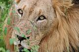 Lion - South African Safari