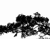Branch silhouette