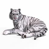 Big Cat White Tiger