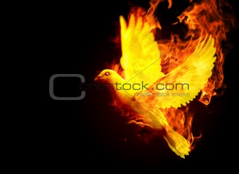 isolated burning phoenix bird on the black background