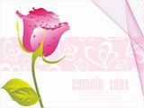 valentine rose flower with dew,