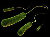rod shaperd bacteria
