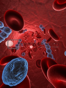 streptococci in blood