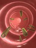 e-coli in colon