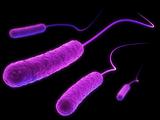 e-coli bacteria