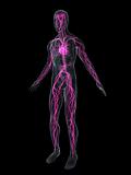 human vascular system