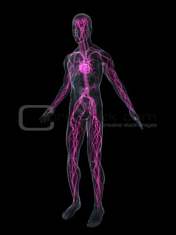 human vascular system