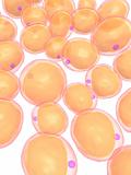fat cells