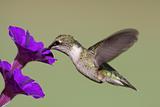 Juvenile Ruby-throated Hummingbird