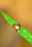 Rocky Mountain Wood Tick, Dermacentor andersoni
