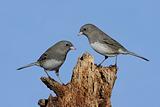 Two Birds On A Stump