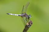 Blue Dasher Dragonfly on a stick